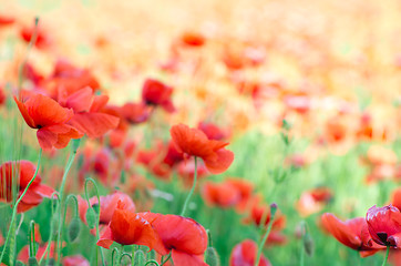 Image showing  red poppy