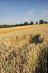 Image showing Crop damage