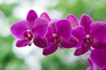 Image showing beautiful orchid 