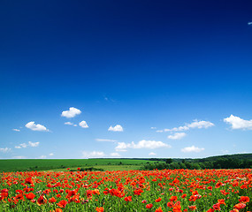 Image showing poppy flowers