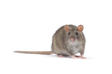 Image showing rat 