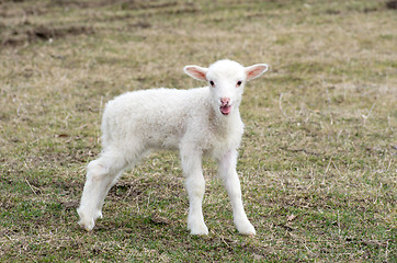 Image showing  sheep 