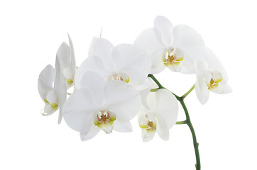 Image showing white orchids