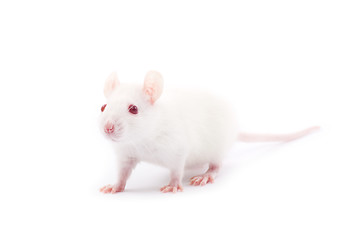 Image showing  rat 