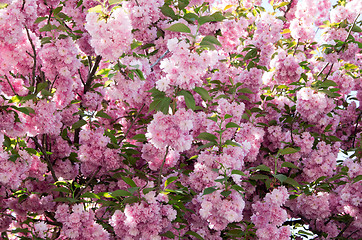 Image showing cherry flowers    