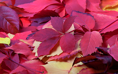 Image showing Background of red autumn leaves