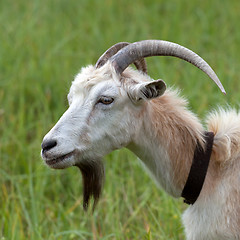 Image showing Head of a goat 