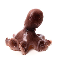 Image showing Small octopus on white background 