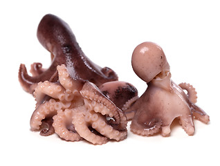 Image showing Three small octopus on white background 