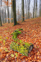 Image showing Autumn forest