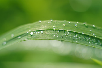 Image showing The drops of water on the grass leaf