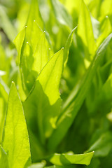 Image showing Leaves backlit by strong summer sunlight