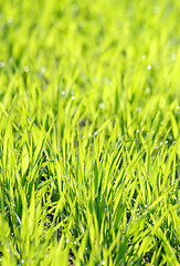 Image showing Young cereal leaves