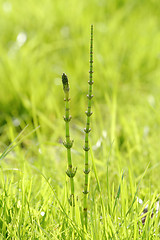 Image showing Spring Horsetail