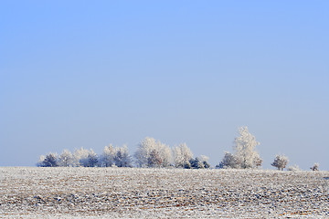 Image showing Frozen plowed fields and trees