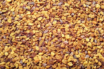 Image showing Fenugreek seeds