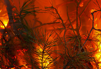 Image showing Burning pine branches