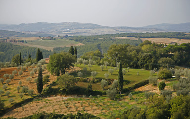 Image showing Olive trees Tuscany
