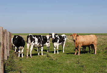 Image showing Cows