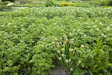 Image showing Potatoes and onions 01