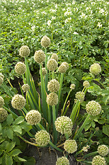 Image showing Potatoes and onions 02