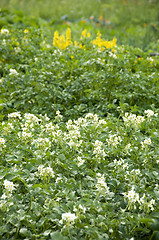 Image showing Flowering potatoes