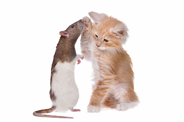 Image showing Rat and kitten