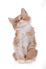 Image showing red kitten looking up