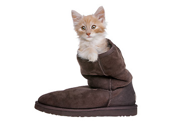 Image showing red kitten in boot