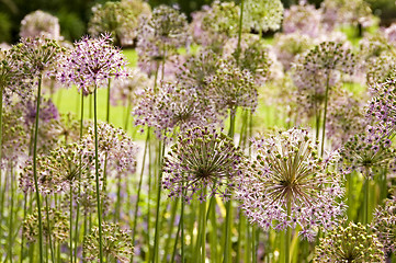 Image showing Giant Onion flowers 01