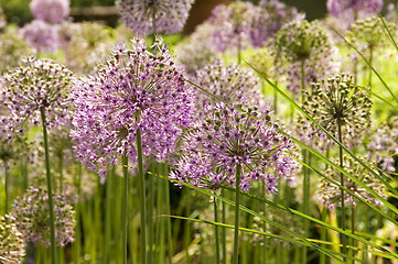 Image showing Giant Onion flowers 02