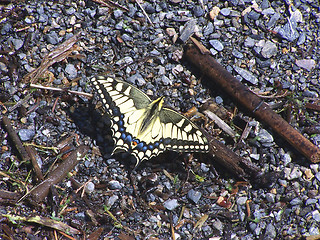 Image showing Monarch Butterfly