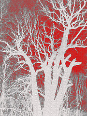 Image showing Silhouette of a tree on a red background