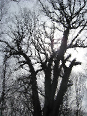 Image showing silhouette of the tree