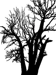 Image showing silhouette of the tree
