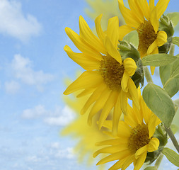 Image showing Sunflowers