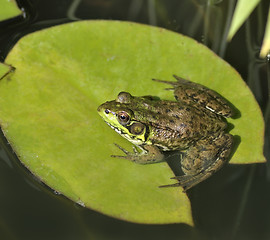 Image showing Green Frog