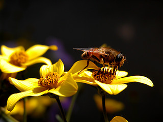 Image showing Bee at work