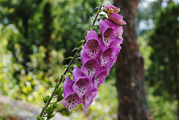 Image showing Foxglove