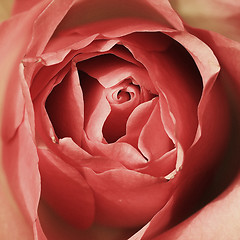 Image showing Rose