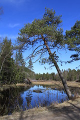 Image showing Pine tree