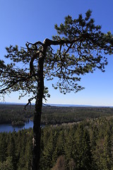 Image showing Norwegian wood