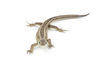 Image showing lizard