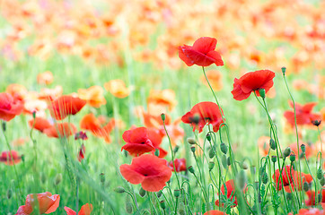 Image showing  red poppy