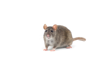 Image showing rat  