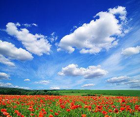 Image showing poppy flowers