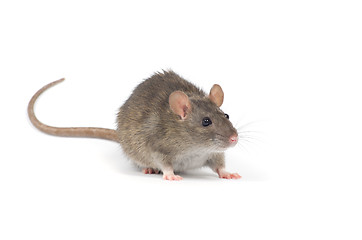 Image showing rat 