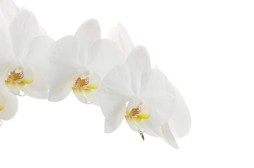 Image showing white orchids 