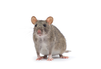 Image showing rat 