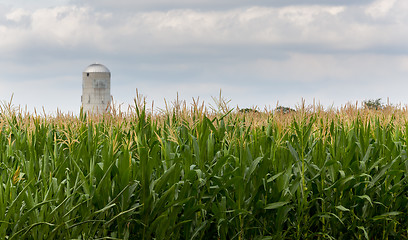 Image showing Corn crop flowers with silo in distance